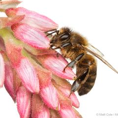 MYN Honey Bee 1 